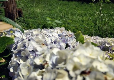 Close-up of white flowering plant