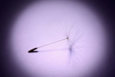 Close-up of dandelion against white wall
