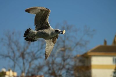 Low angle view of bird flying against the sky