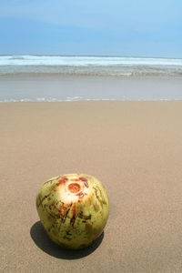 High angle view of coconut on sandy beach
