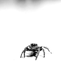 Close-up of spider on white background