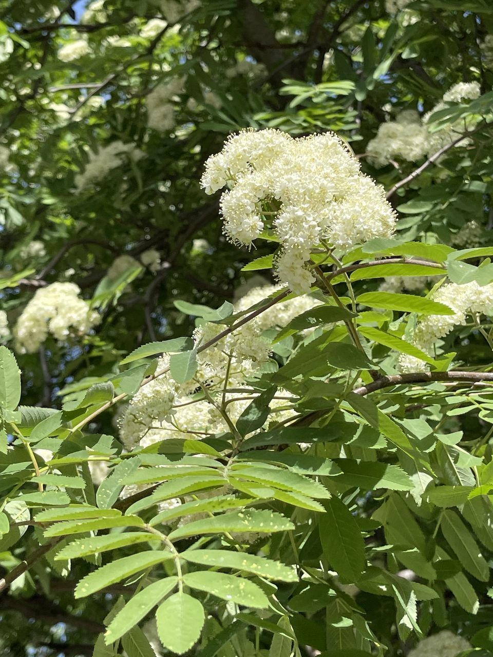 CLOSE-UP OF WHITE FLOWERING PLANTS