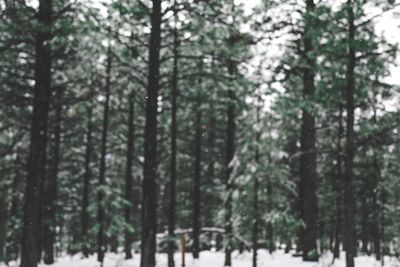 Trees in forest during winter
