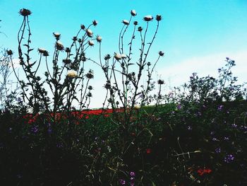 Low angle view of plants against blue sky