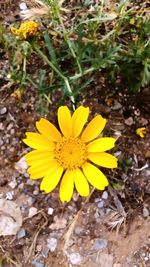 Close-up of yellow flowers