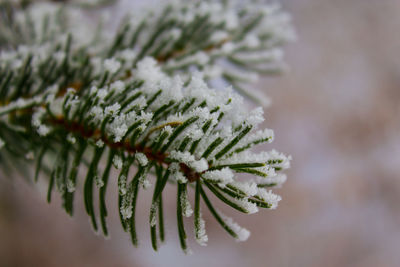 Close-up of pine tree during winter