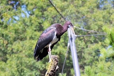 Bird perching on a tree