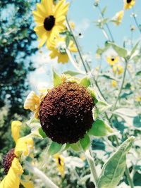 Close-up of sunflower on plant