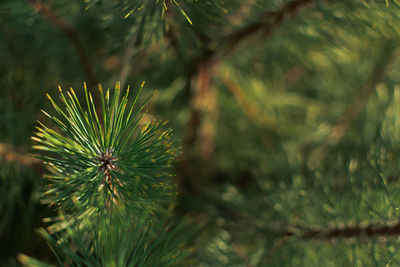 Close-up of pine tree