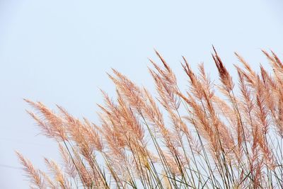 Low angle view of plants against clear sky