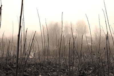 Plants growing on field against sky