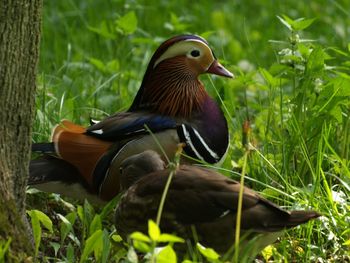 Close-up of ducks