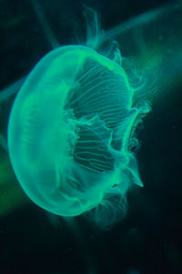 Close-up of jellyfish swimming in water