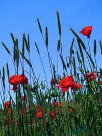 Low angle view of red flowers