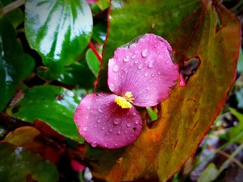 Close-up of wet flower blooming outdoors