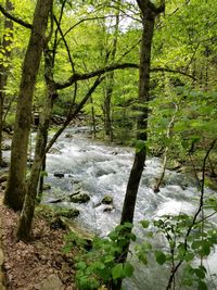 Trees growing in forest