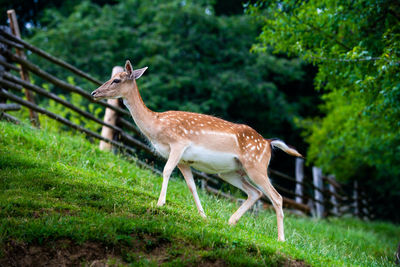 Deer standing in a field