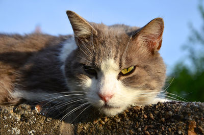 Close-up portrait of cat relaxing on retaining wall