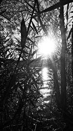Sunlight streaming through trees in forest