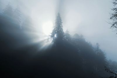 Trees in foggy weather