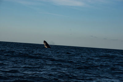 View of a swimming in sea