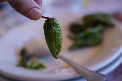 Close-up of hand holding leaf