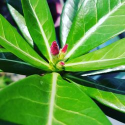 Close-up of leaves