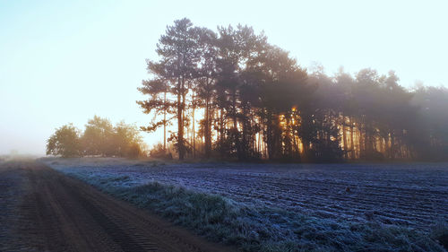 Trees on field against clear sky during winter
