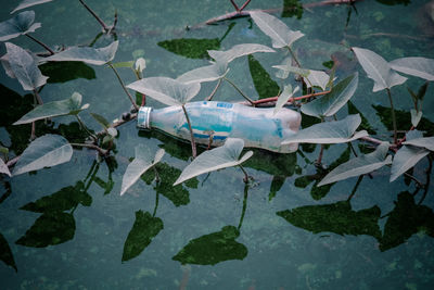 High angle view of bottle and plants in puddle