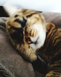 Close-up of cat sleeping