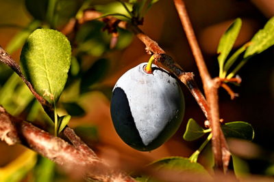 Close-up of fruit on plant