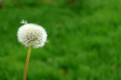 Close-up of dandelion flower