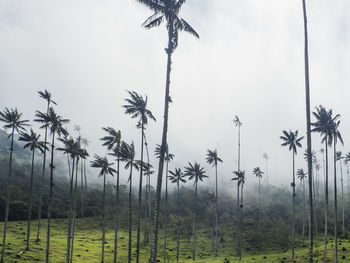 Palm trees on field against sky