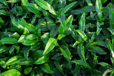 Green leaves patterns and textures and natural background, botany beauty by leaves.