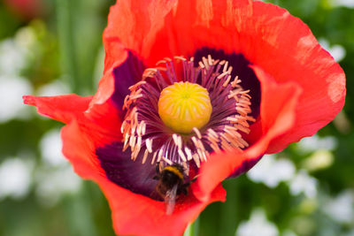 Close-up of red flower