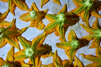 Close-up of yellow leaves on plant