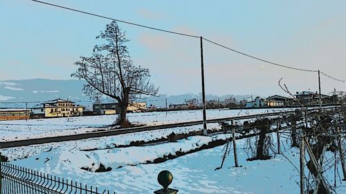 Bare trees on snow covered landscape