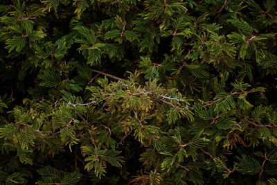 High angle view of trees growing on field