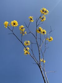 Low angle view of flowering plant against blue sky