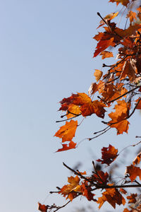 Low angle view of autumnal leaves against clear sky