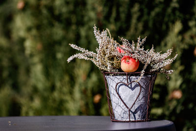 Close-up of plant arrangement with apple against blurred green and  natural background