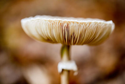 Close-up of mushroom growing on land
