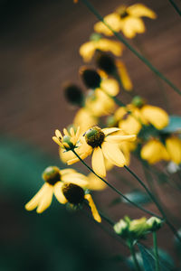 Close-up of yellow flowering plant