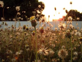 Close-up of thistle in field against sky