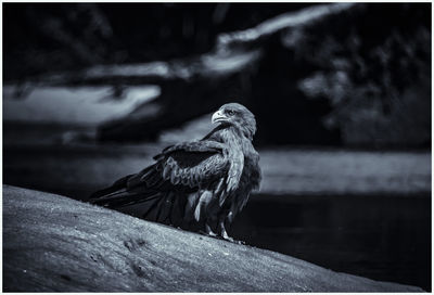 Bird perching on a wood