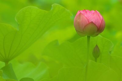 Close-up of lotus water lily flower buds growing at park