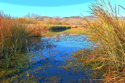 Scenic view of lake against clear blue sky