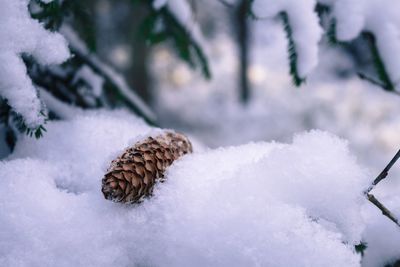 Close-up of snow covered tree
