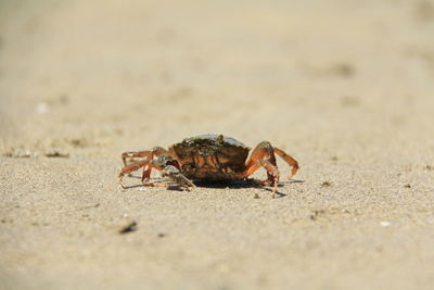 Close-up of insect on sand