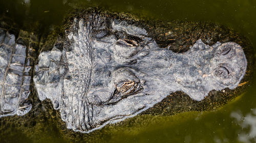 High angle view of turtle in water